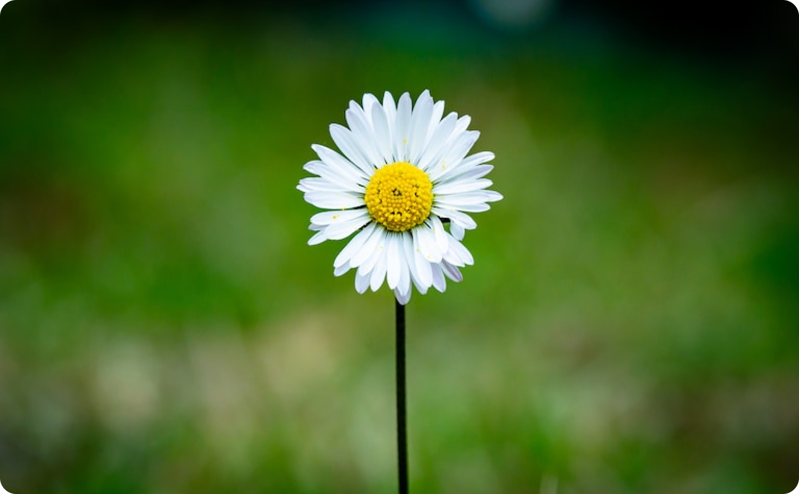 Daoust a mis en place une politique visant à réduire et compenser son empreinte carbone.